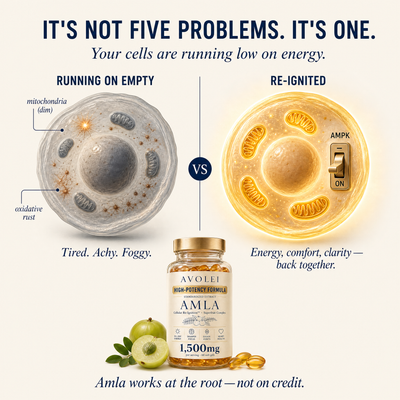Avolei AMLA