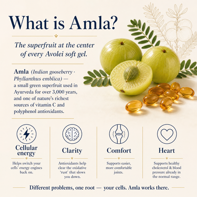 Avolei AMLA