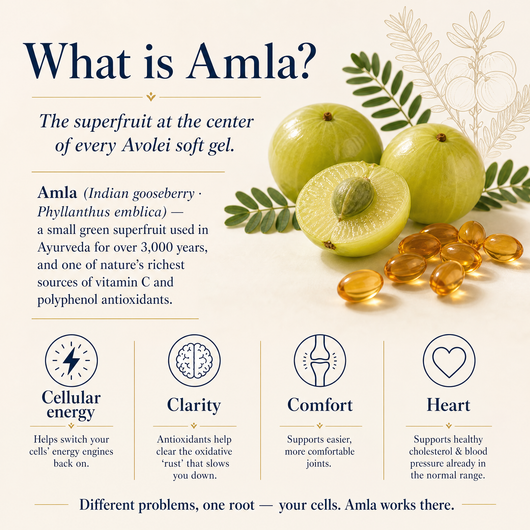 Avolei AMLA